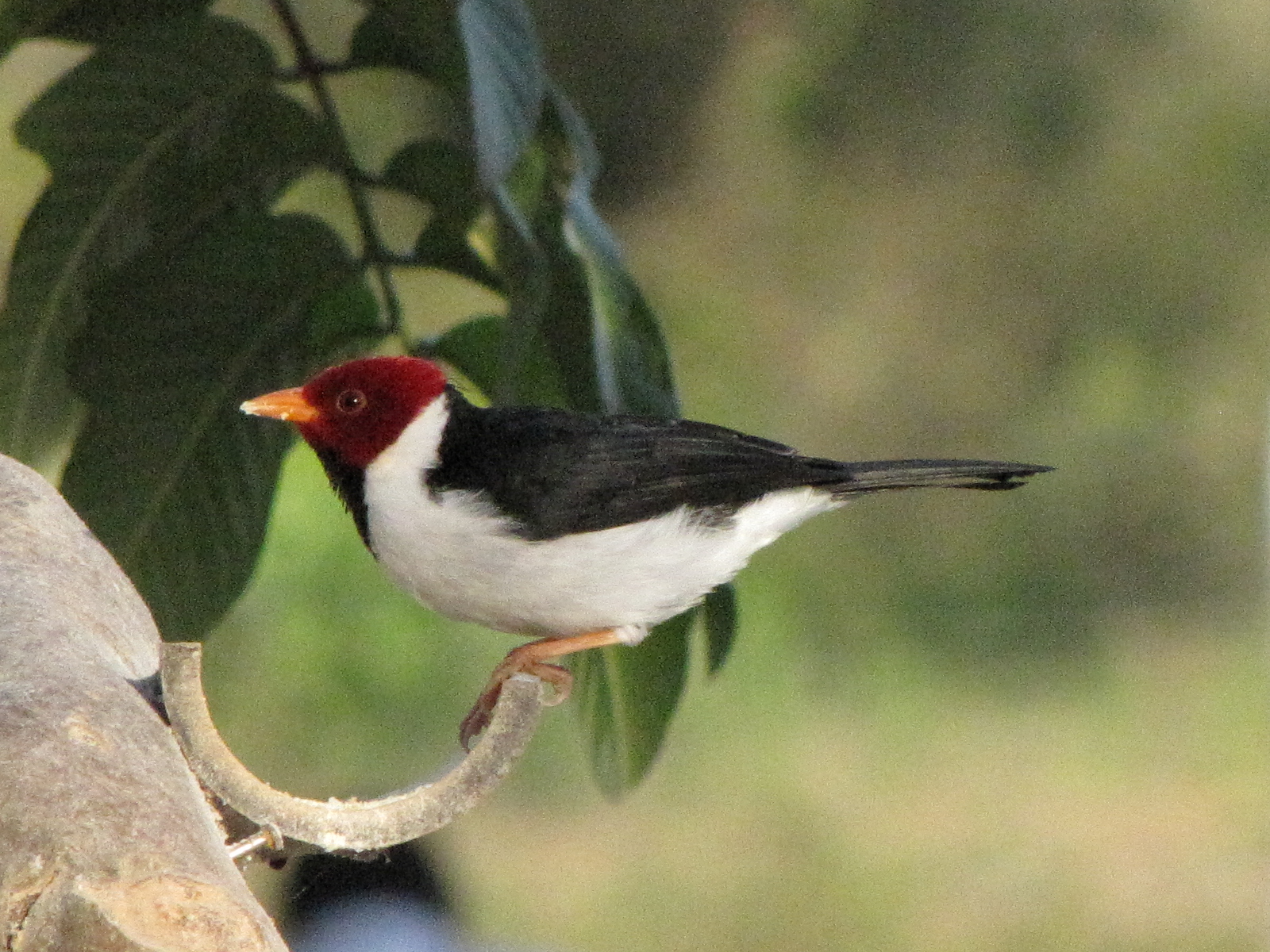 Brazilian Pantanal / Brazilian cardinal