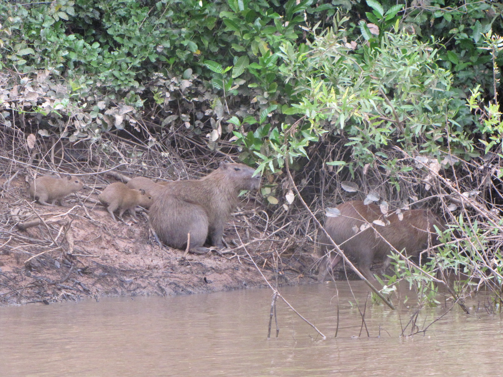 Brazilian Pantanal / Capybara with babies