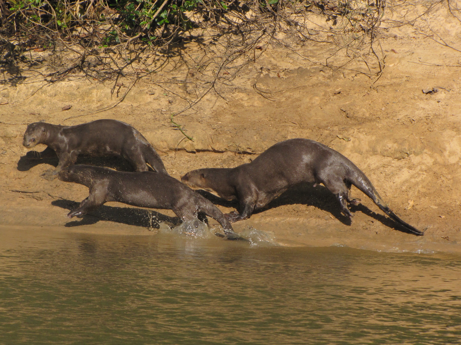 Brazilian Pantanal / Giant otters