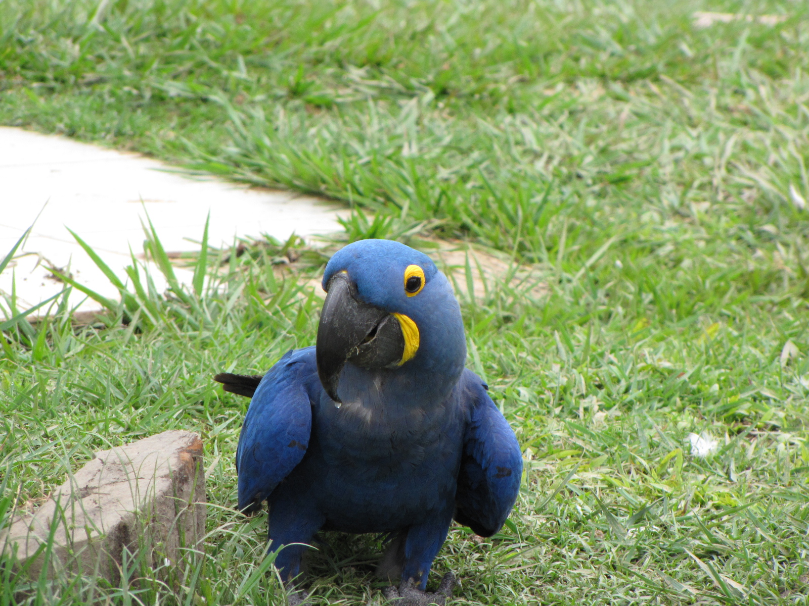Brazilian Pantanal / Hyacinth macaw