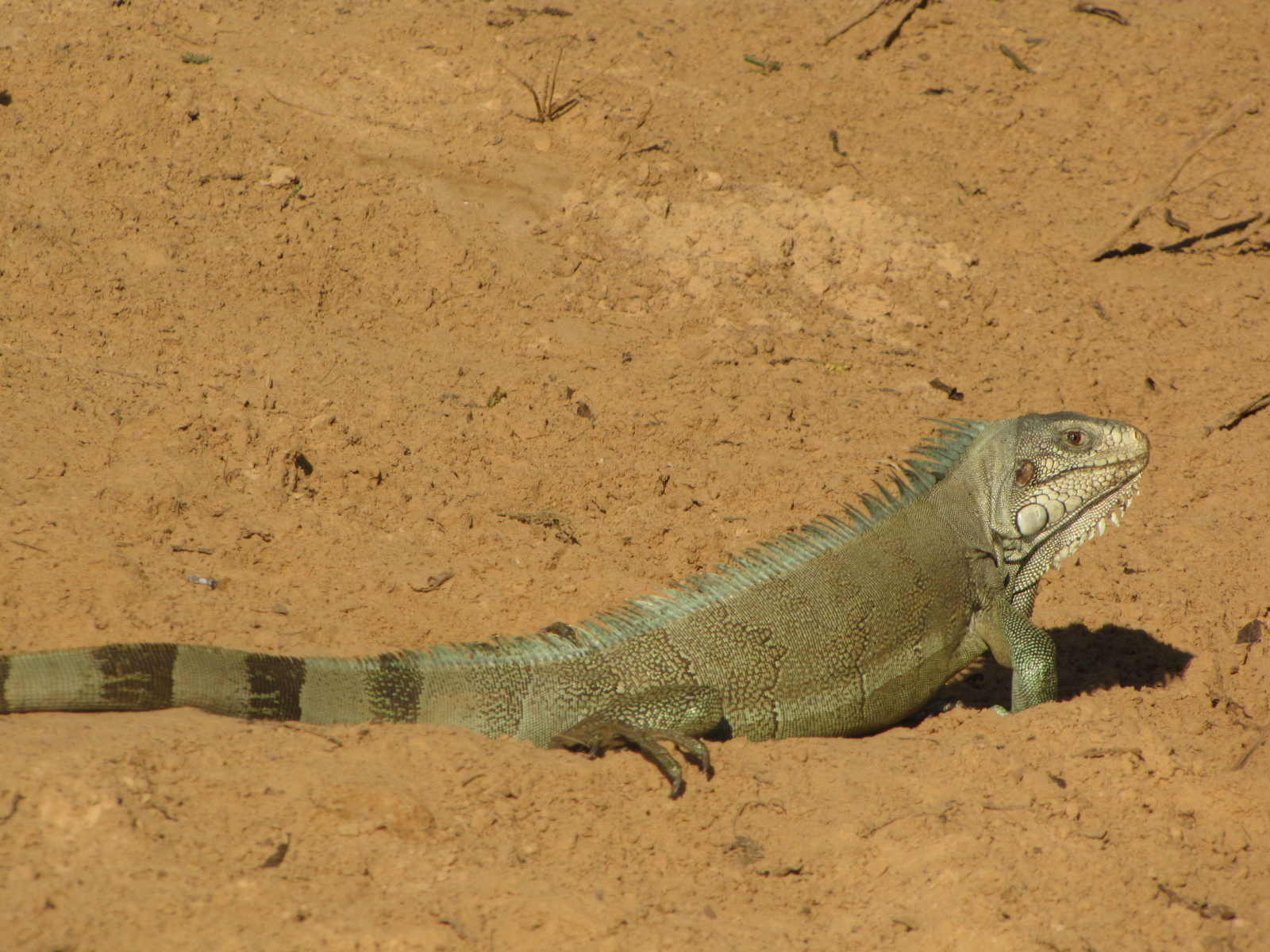 Brazilian Pantanal / Iguana