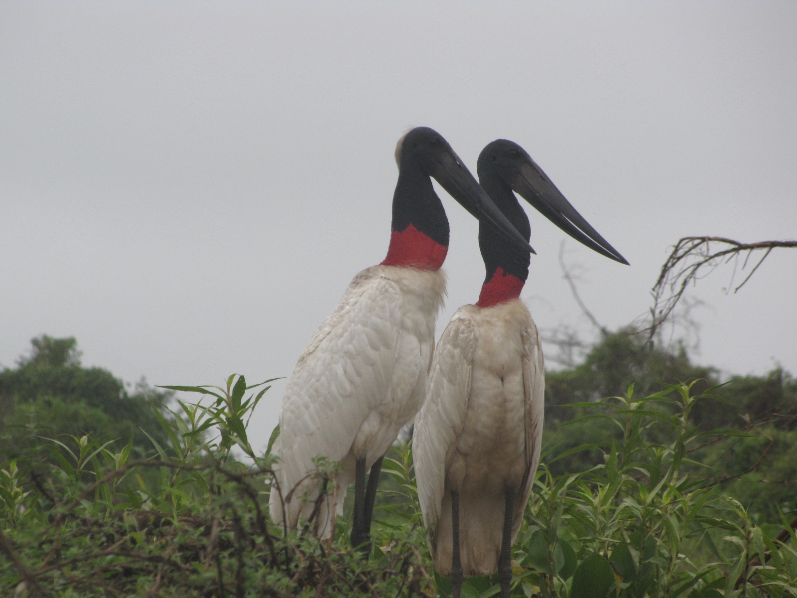 Brazilian Pantanal / Jabiru storks