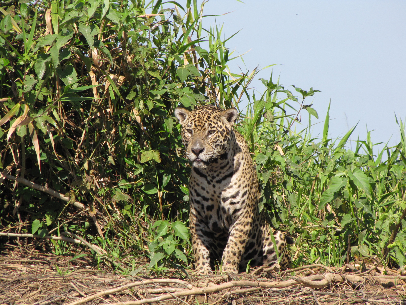 Brazilian Pantanal / Jaguar