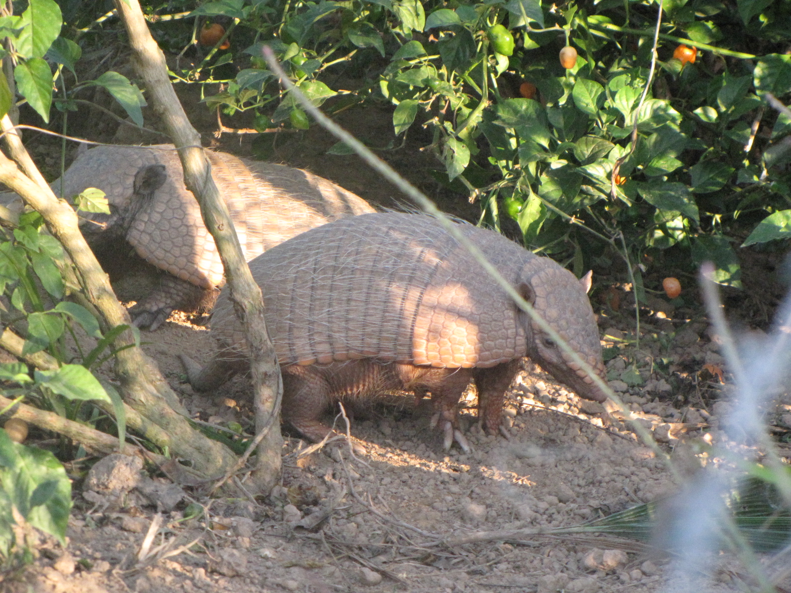 Brazilian Pantanal / Large Hairy Armadillos.