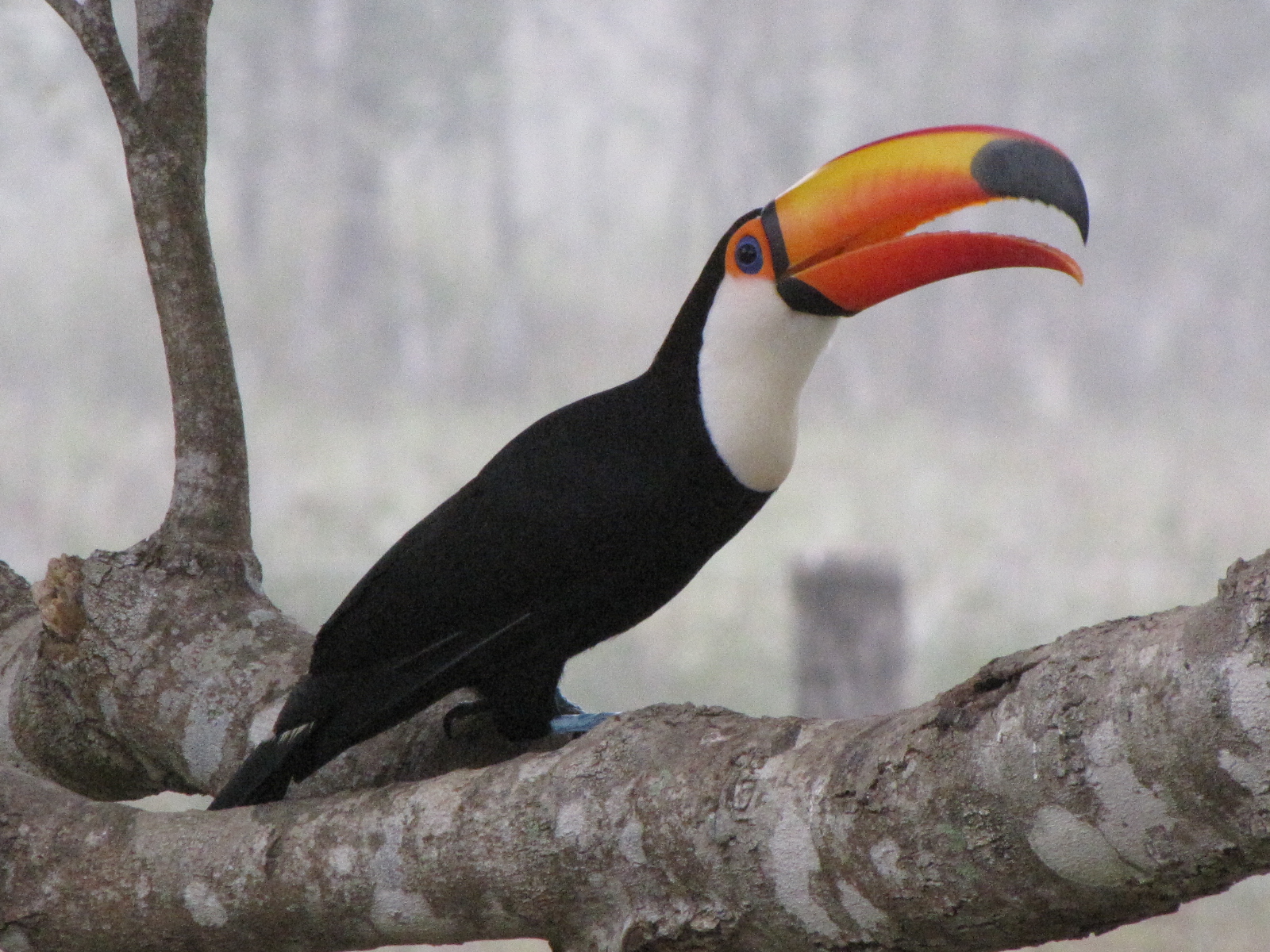 Brazilian Pantanal / Toco Toucan