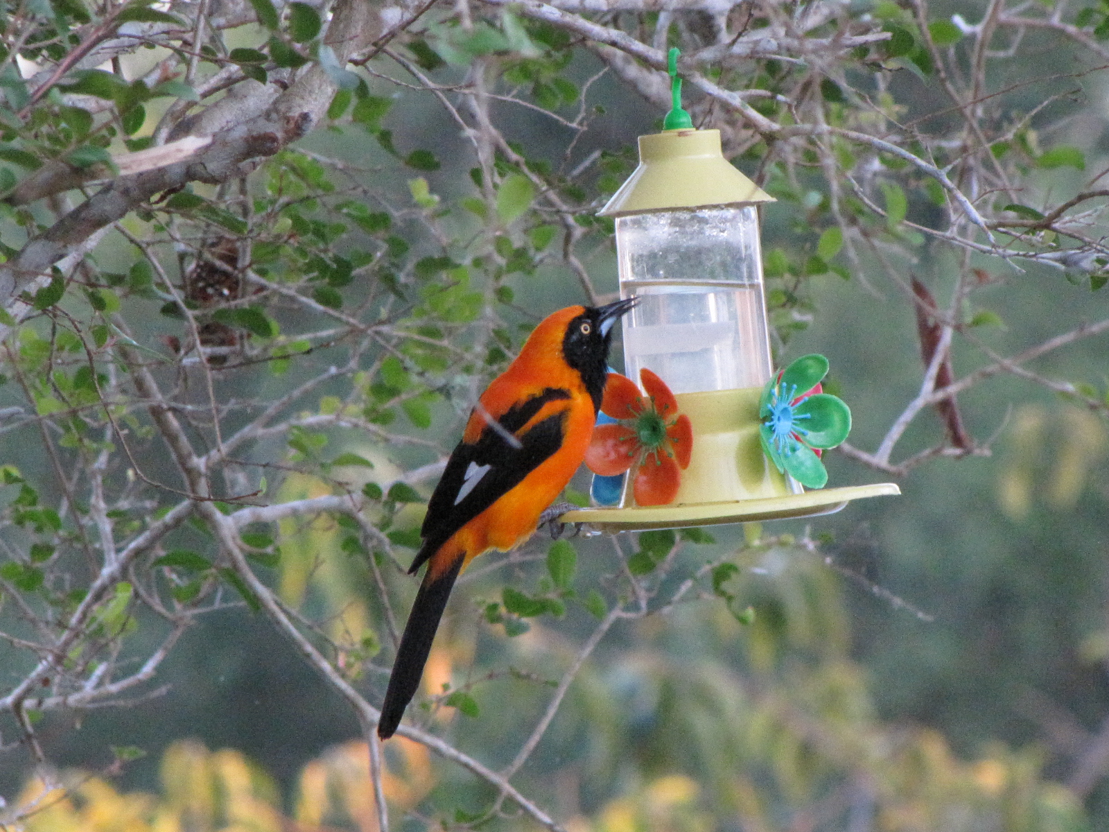 Brazilian Pantanal / Troupial
