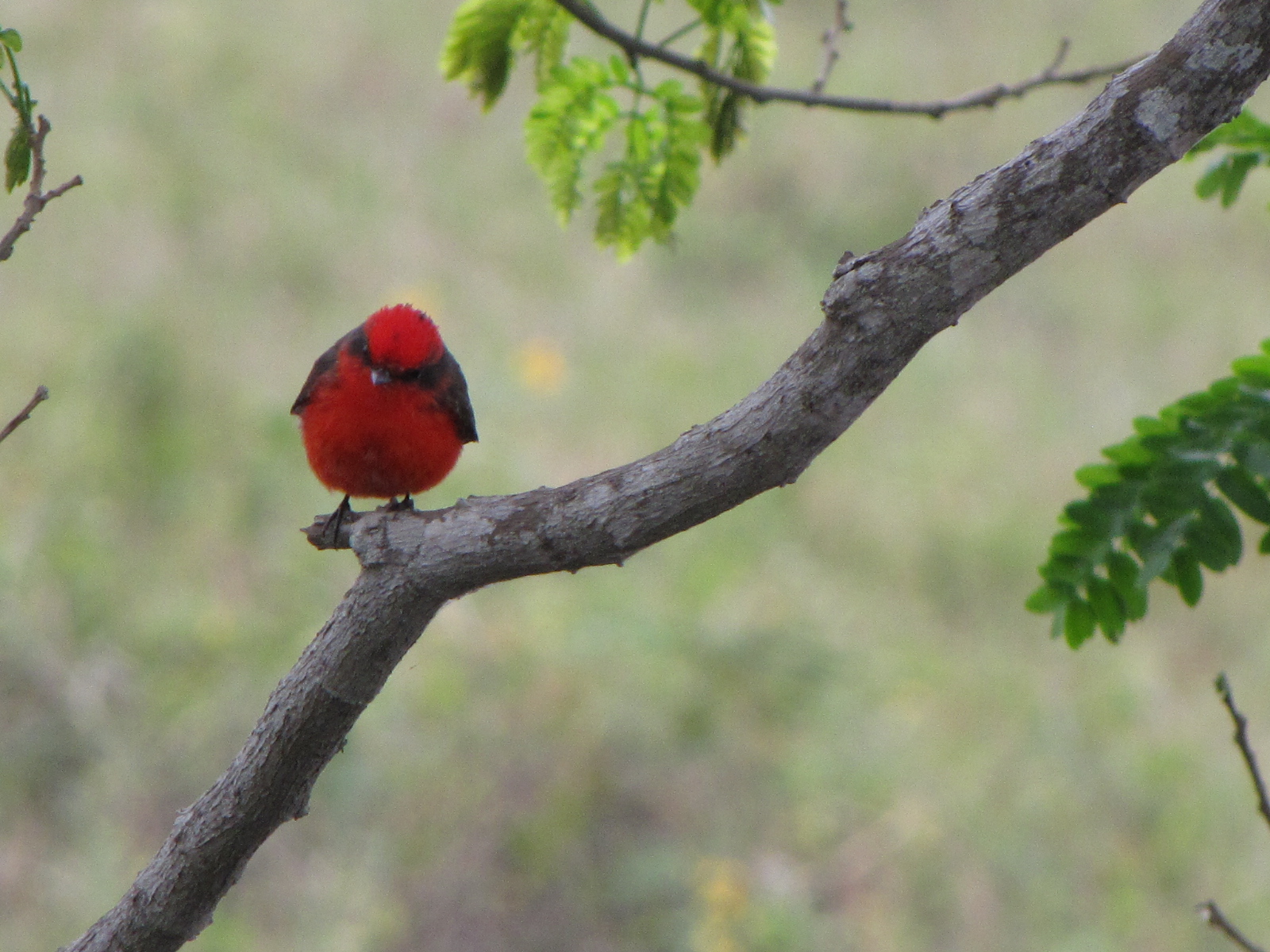 Brazilian Pantanal / Vermillion flycatcher