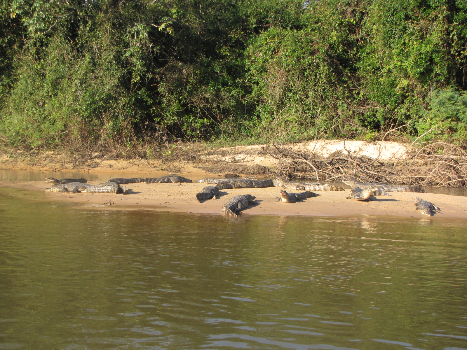 Brazilian Pantanal / Yacre caiman