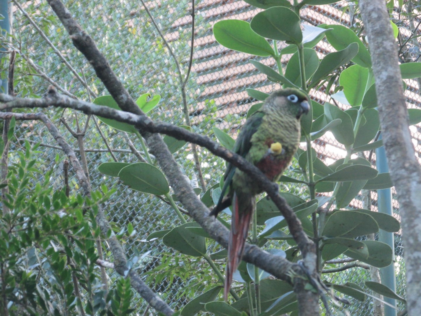 brazilian parakeet in free flight aviary