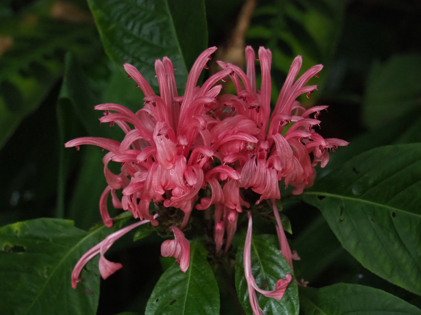 Brazilian plume flowers (Justicia carnea), Sep 16th, 2018