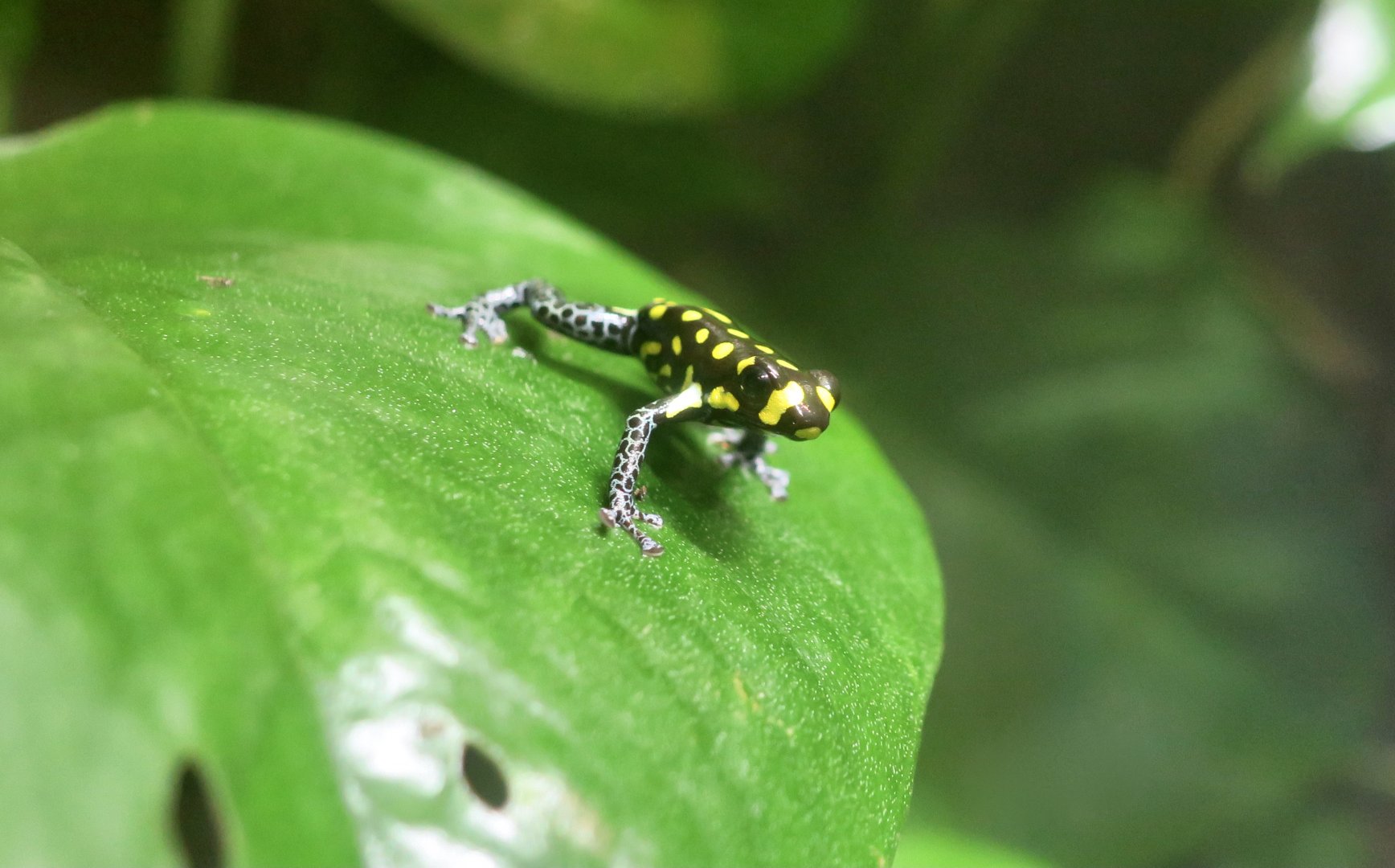 Brazilian Poison Frog (Ranitomeya vanzolinii)