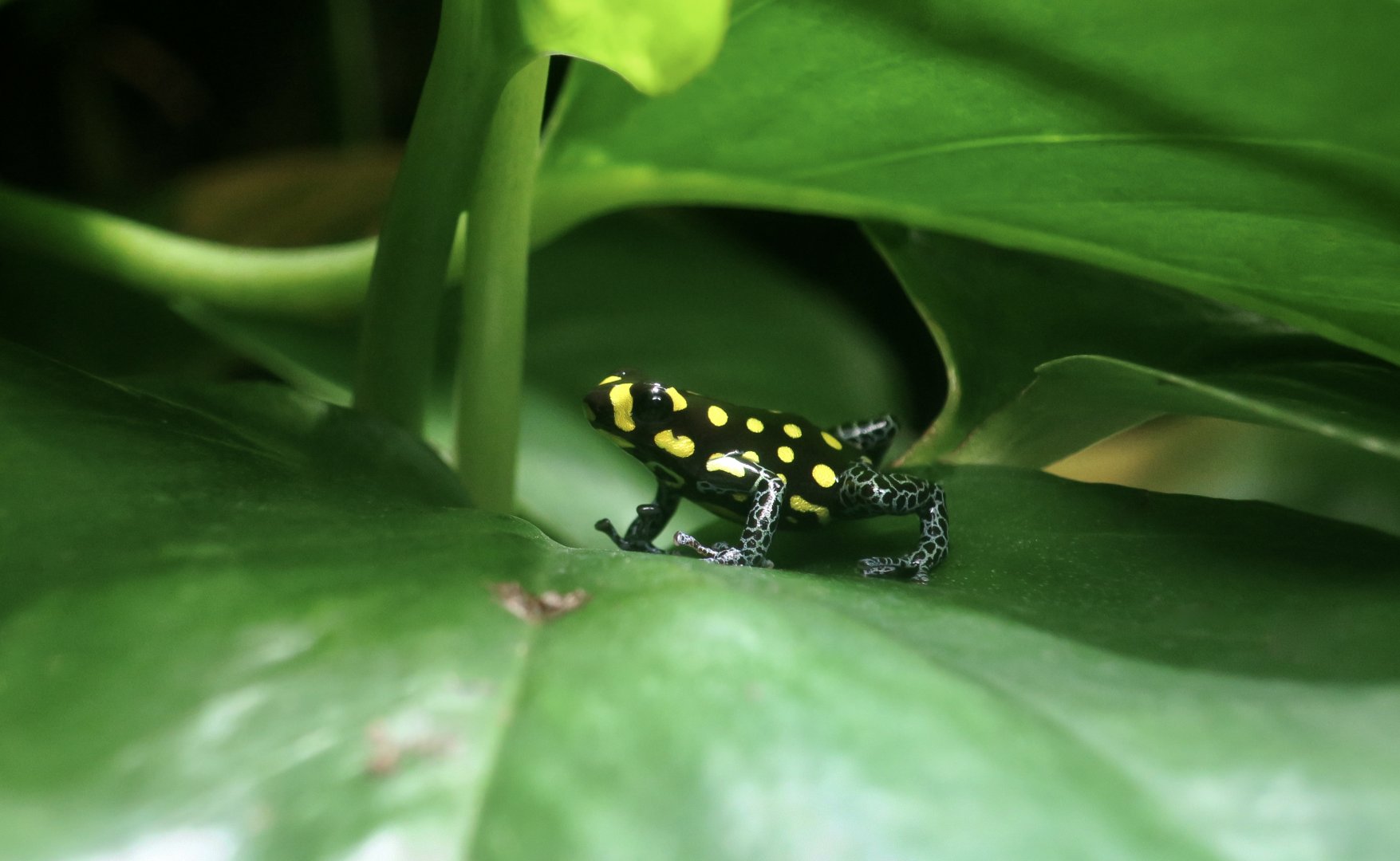 Brazilian Poison Frog (Ranitomeya vanzolinii)