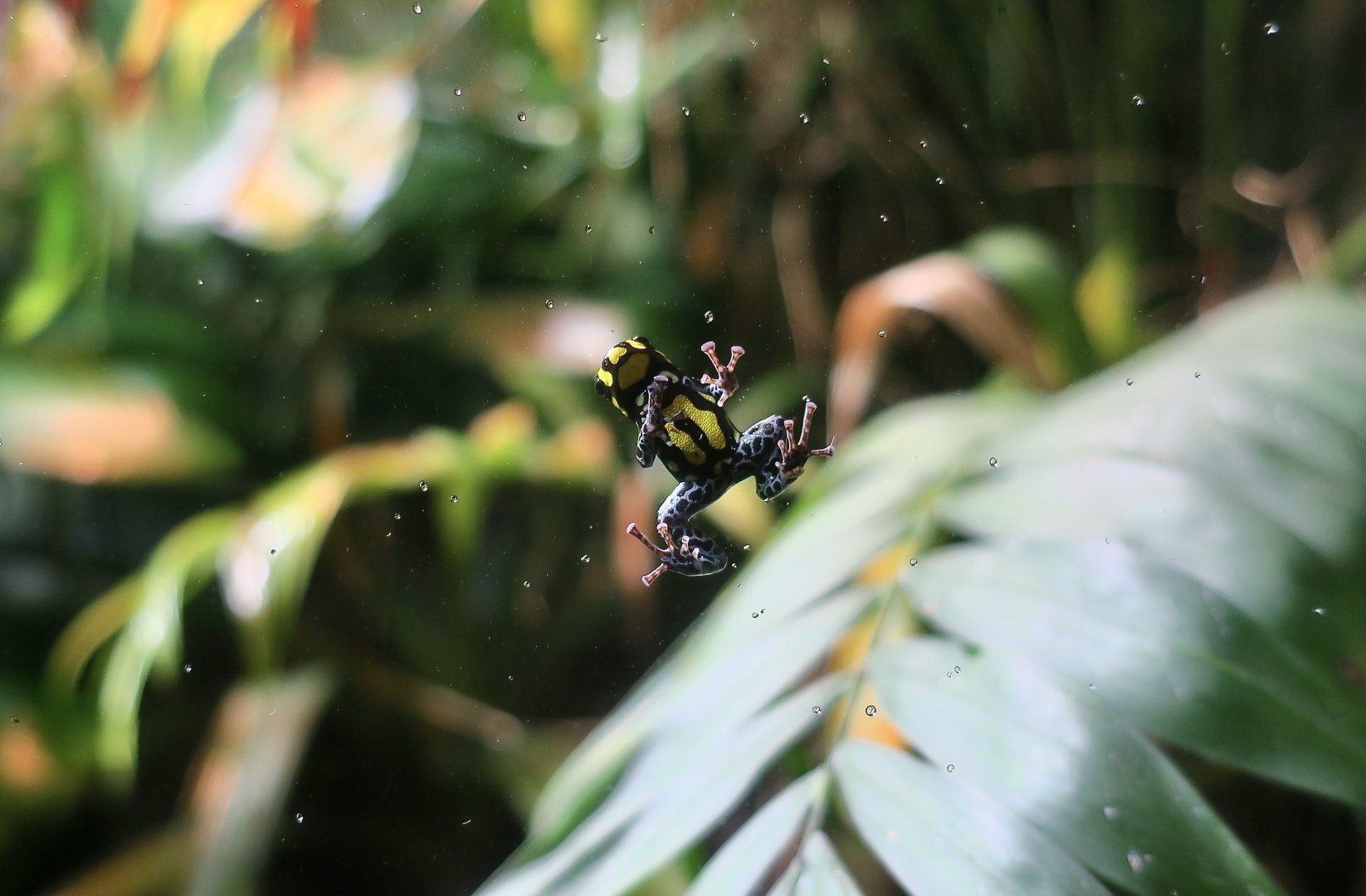 Brazilian Poison Frog (Ranitomeya vanzolinii)