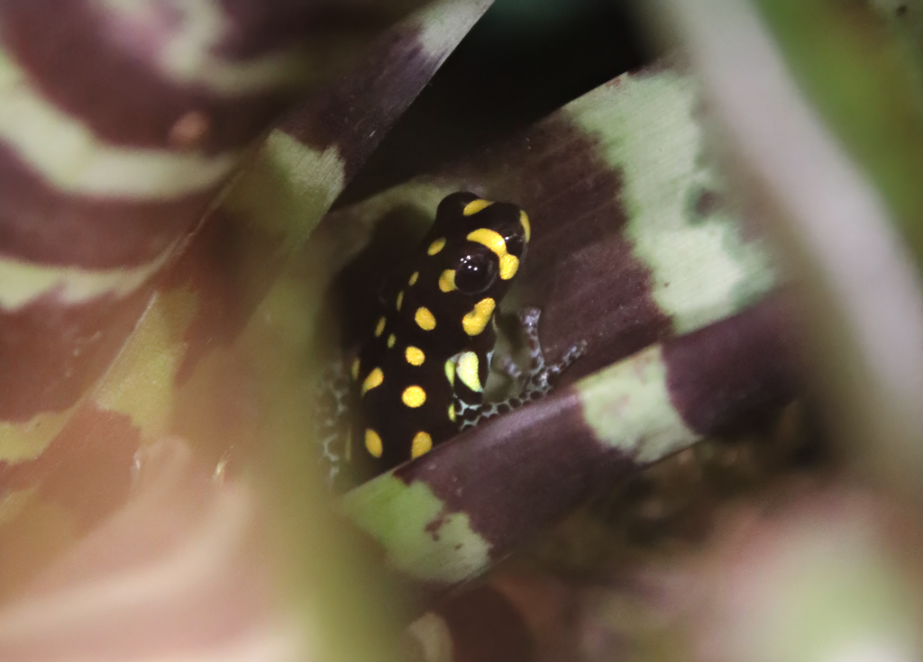 Brazilian poison frog (Ranitomeya vanzolinii)