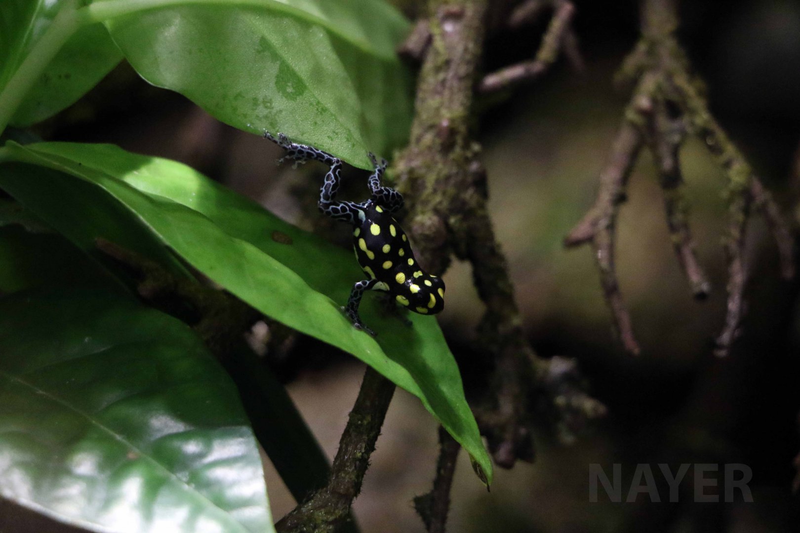 Brazilian poison frog