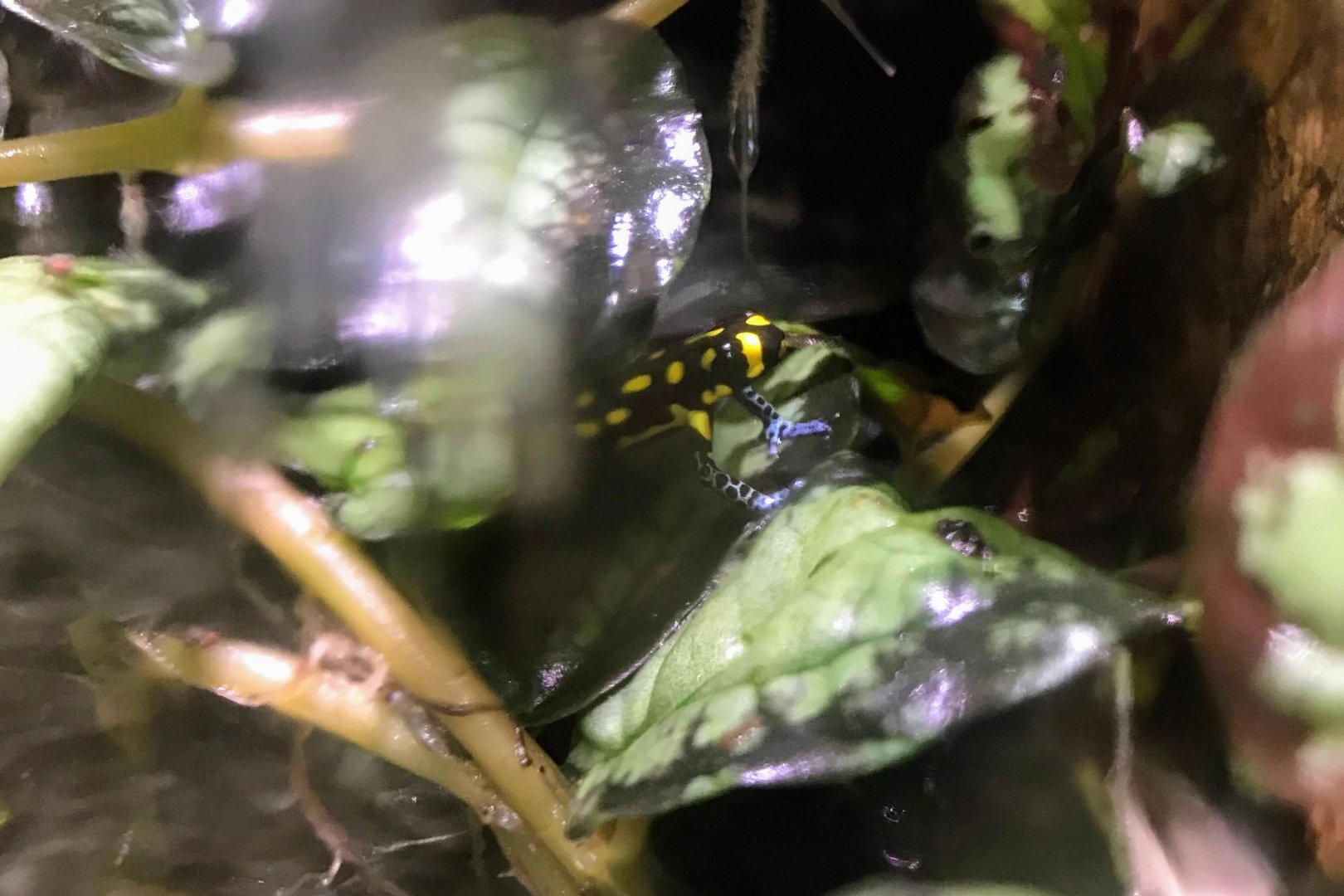 Brazilian Poison Frog