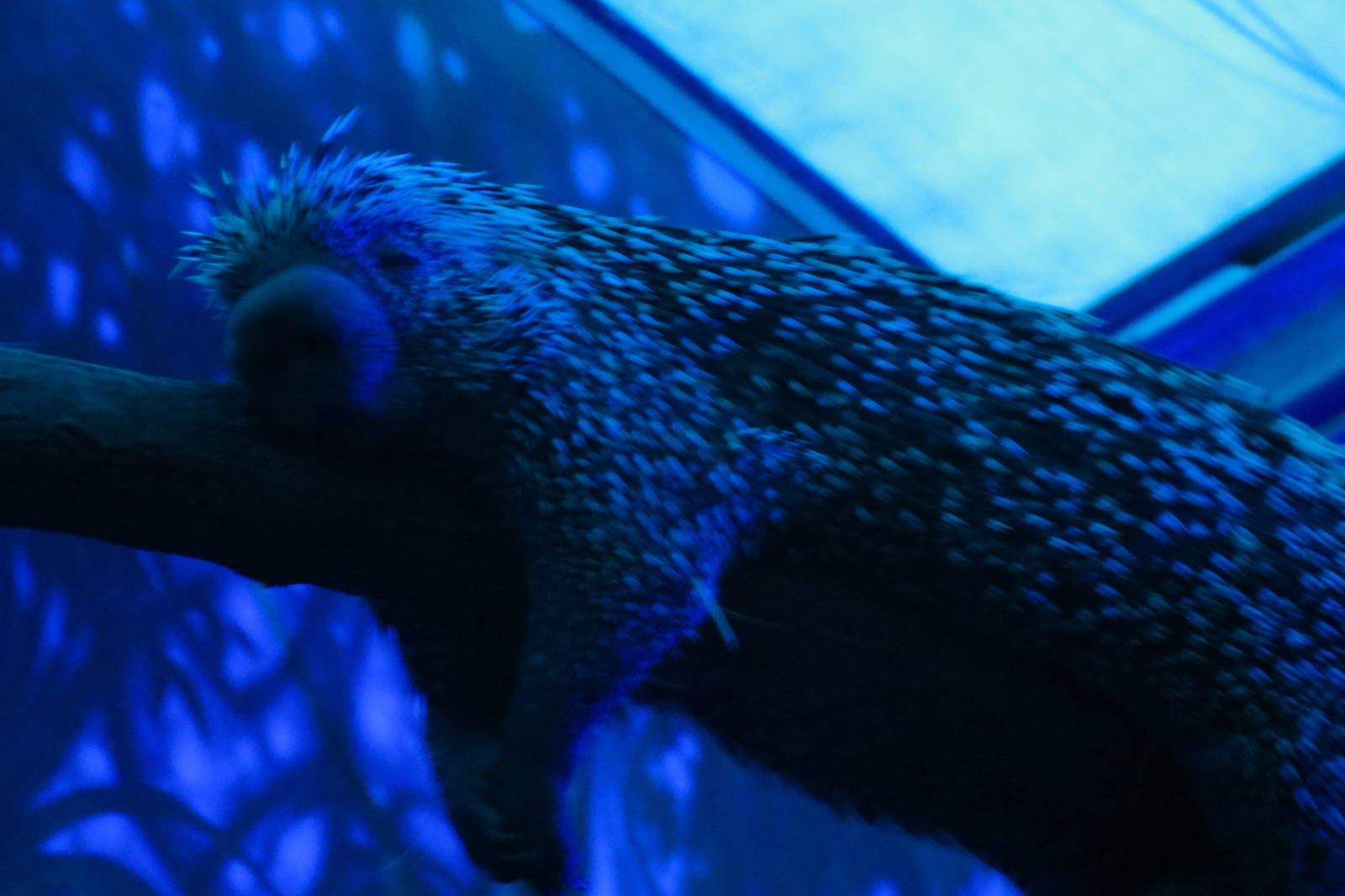 Brazilian Porcupine 130816