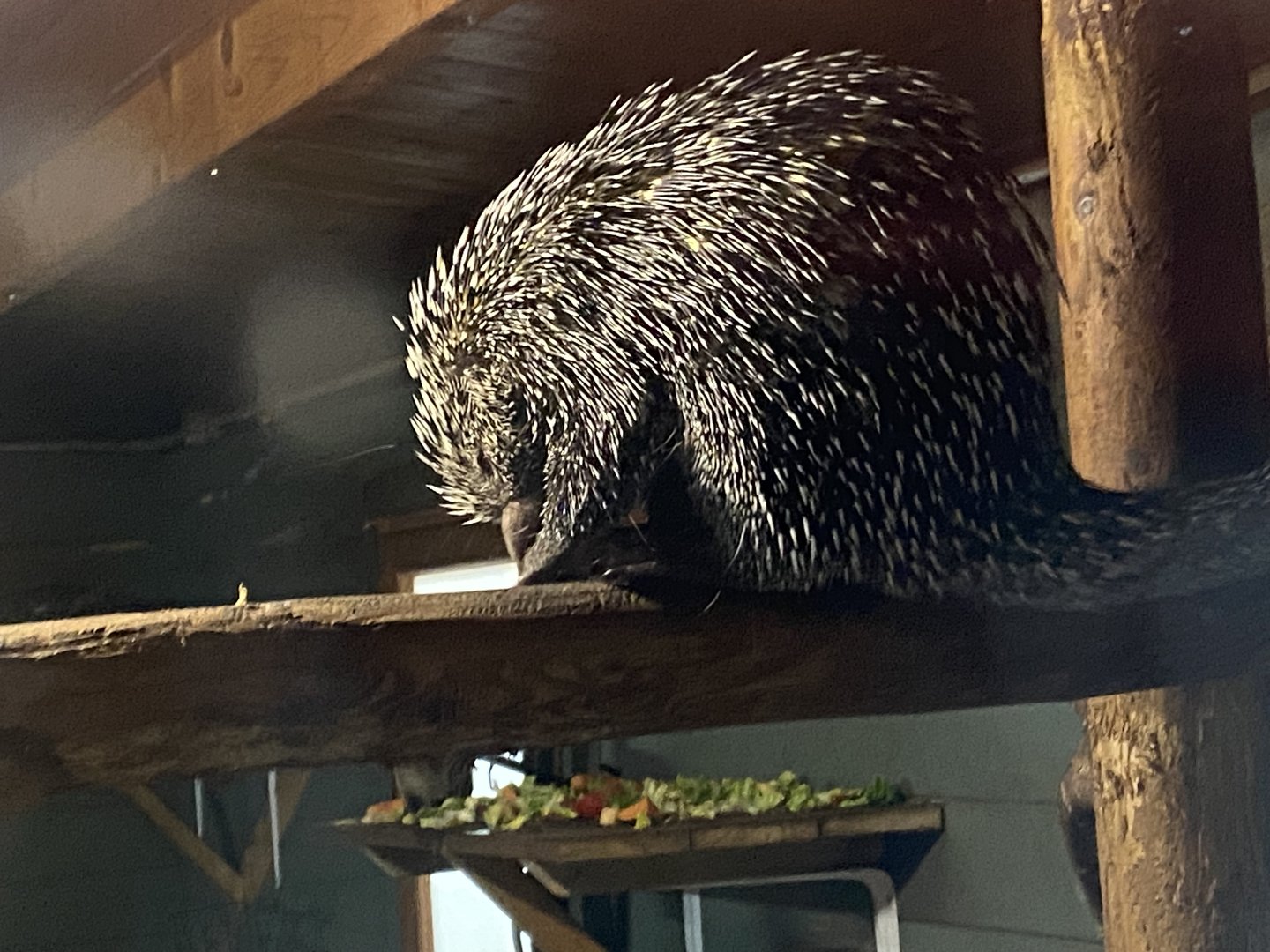 Brazilian porcupine 290723