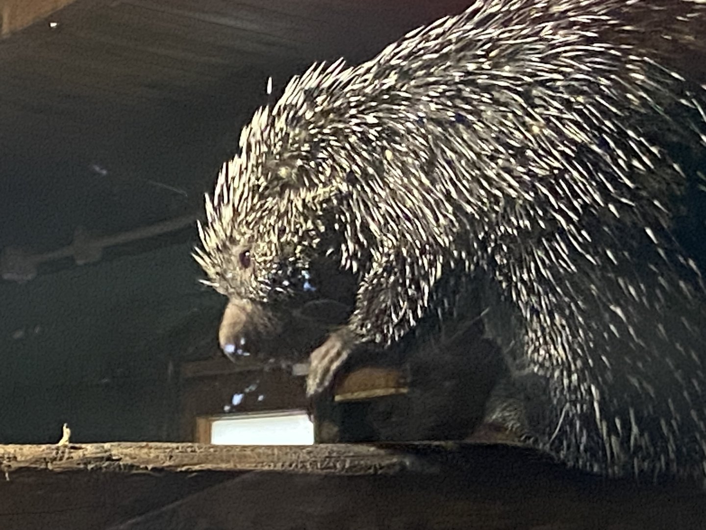 Brazilian porcupine 290723