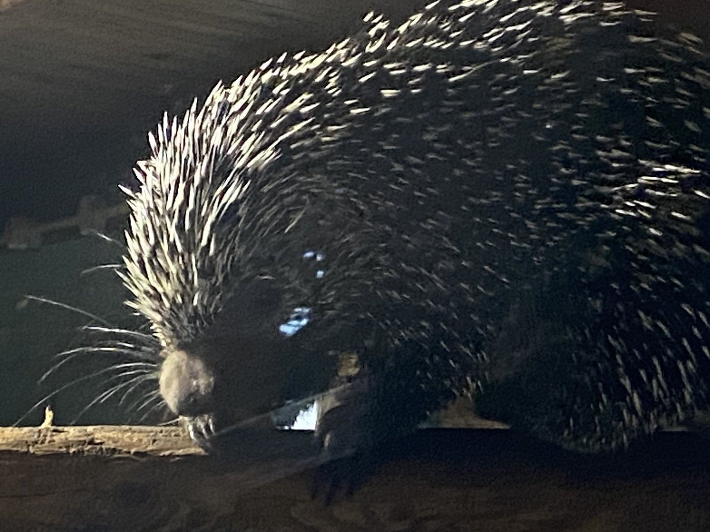 Brazilian porcupine 290723