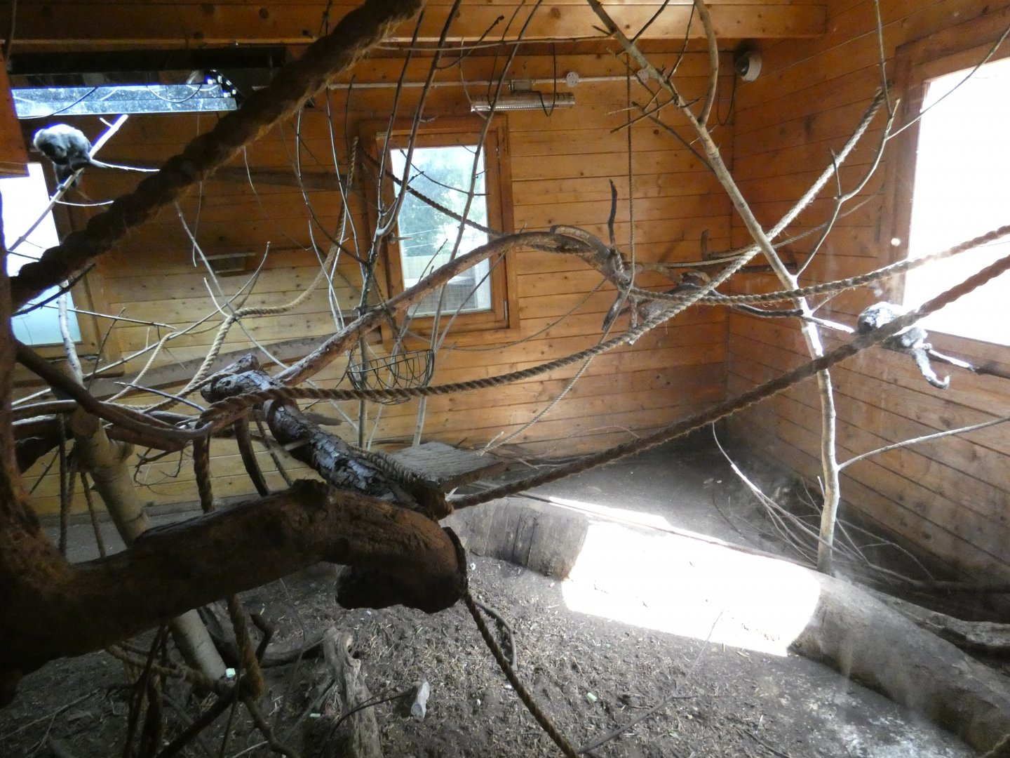 Brazilian Porcupine, Armadillo and Marmoset enclosure