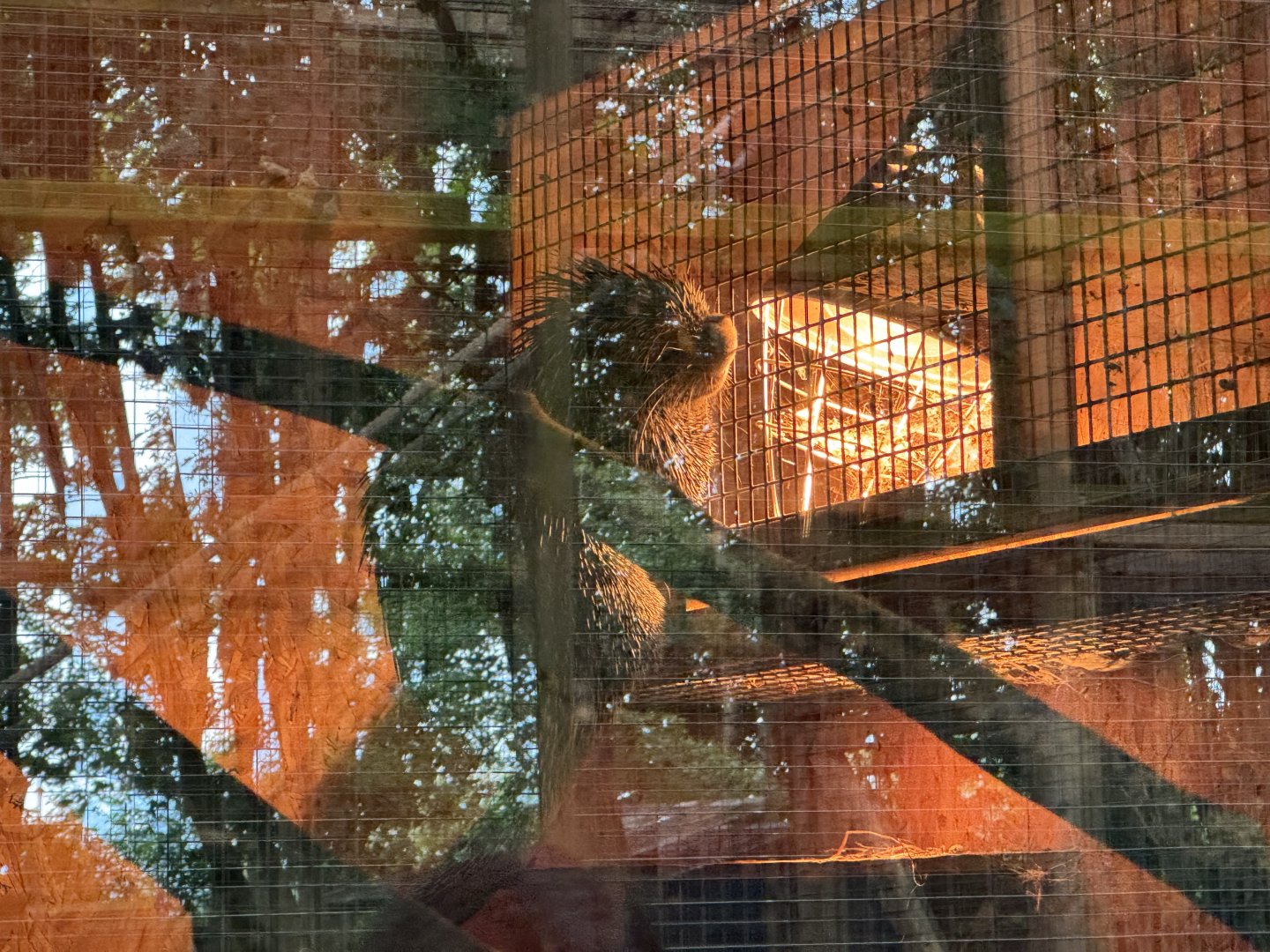 Brazilian Porcupine at Bridlington Animal Park (July 2024)