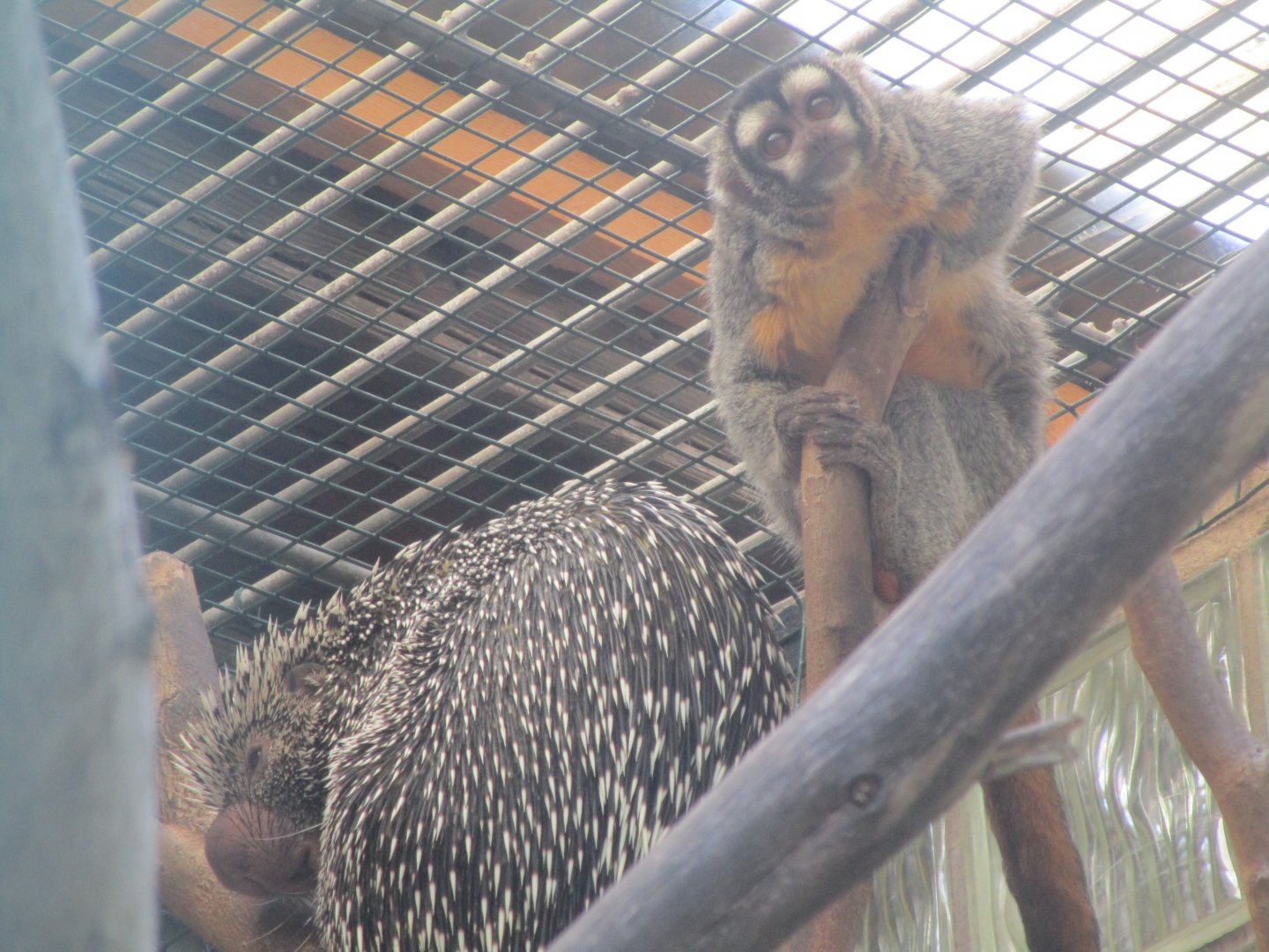 Brazilian Porcupine & Bolivian Night Monkey