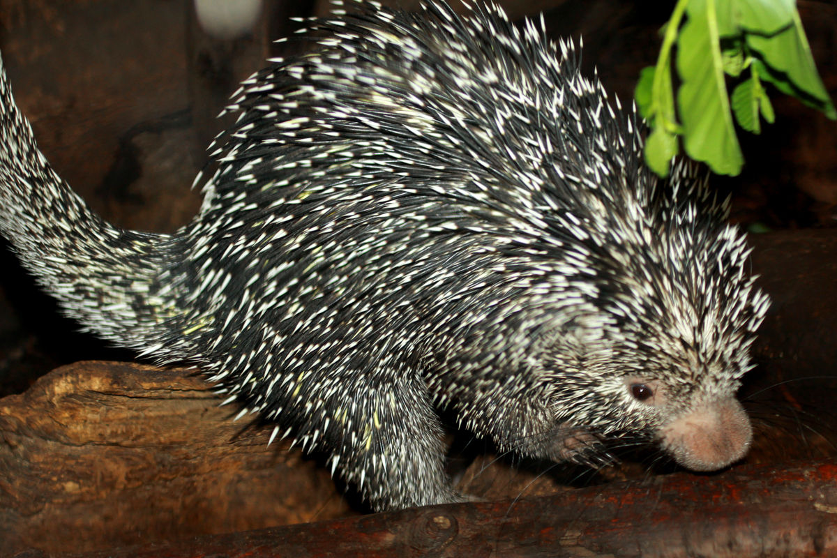 Brazilian Porcupine (Coendou prehensilis)