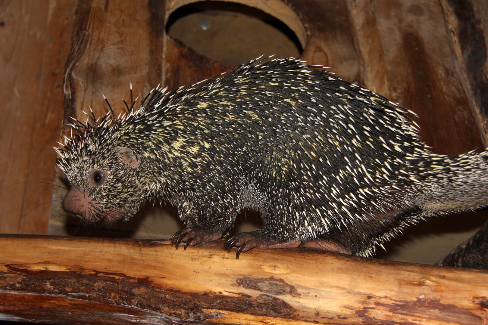 Brazilian porcupine (Coendou prehensilis)