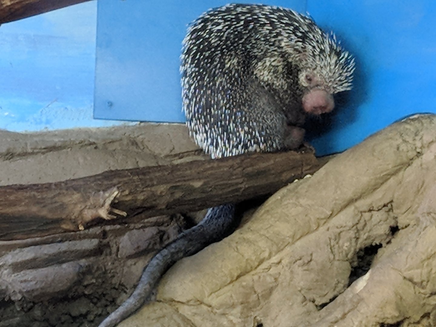 Brazilian porcupine (Coendou prehensilis)