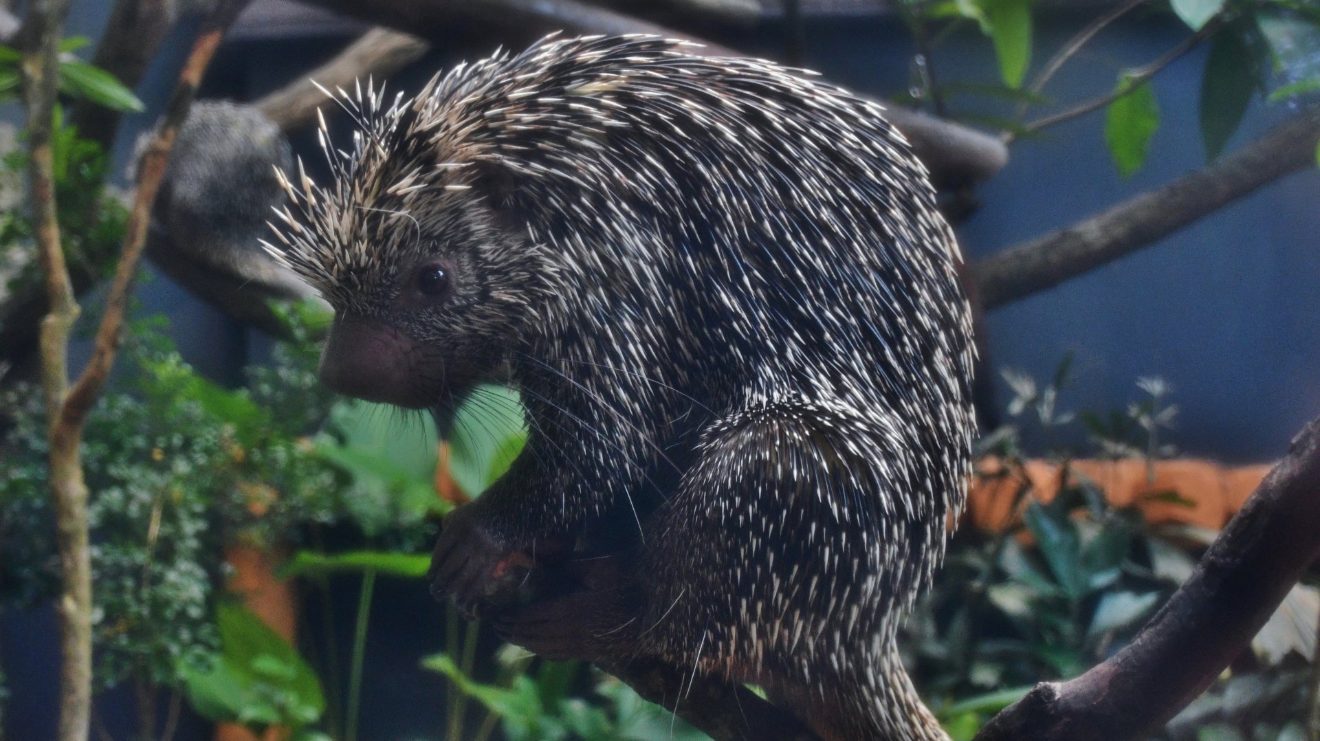 Brazilian Porcupine (Coendou prehensilis)