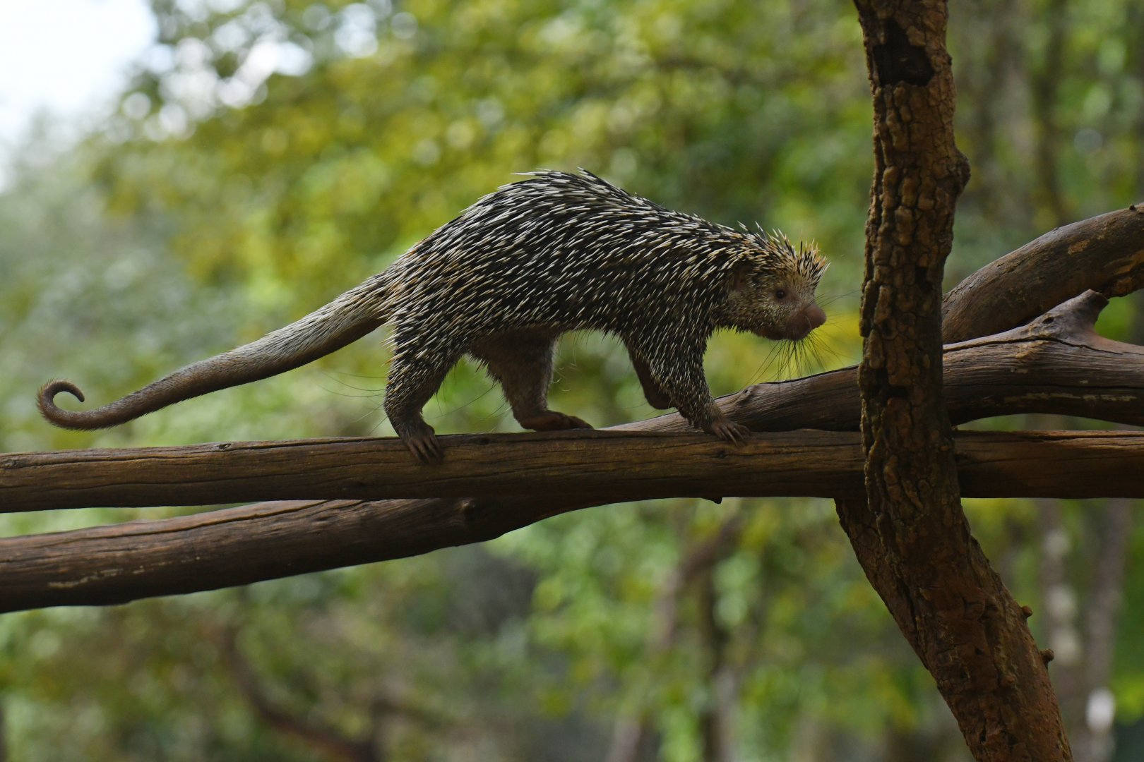 Brazilian porcupine (Coendou prehensilis)