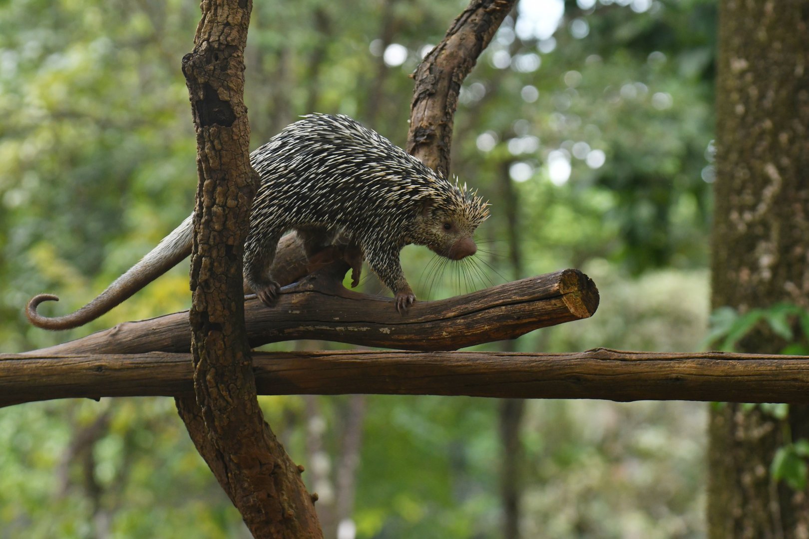 Brazilian porcupine (Coendou prehensilis)