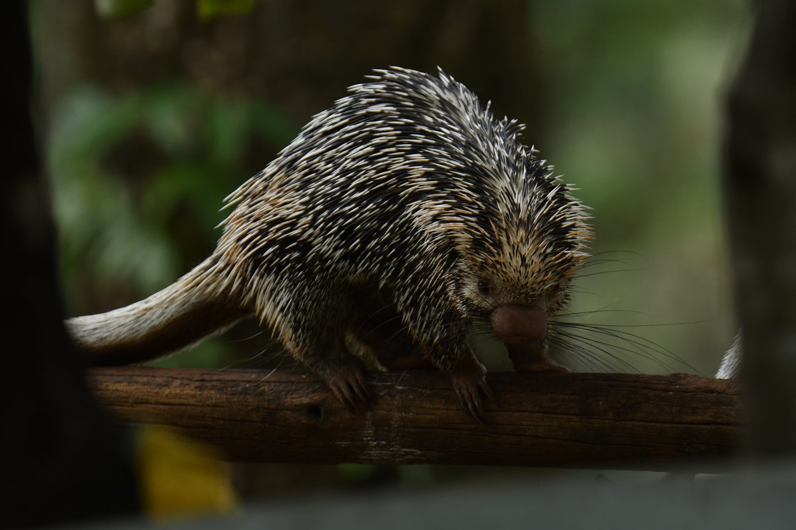 Brazilian porcupine (Coendou prehensilis)