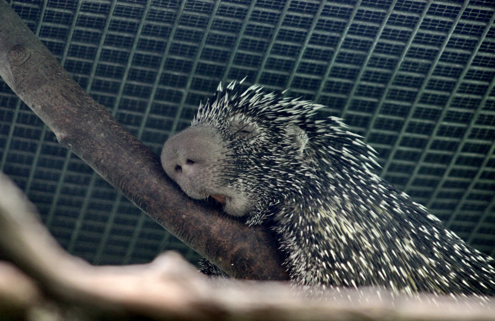 Brazilian Porcupine (Coendou prehensilis)