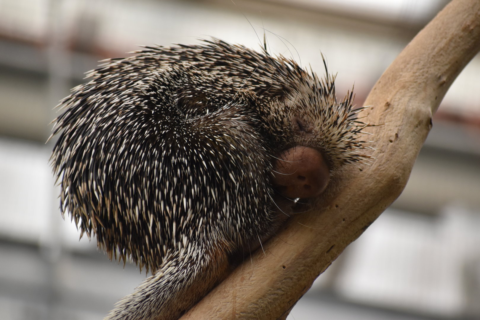 Brazilian porcupine - Coendou prehensilis