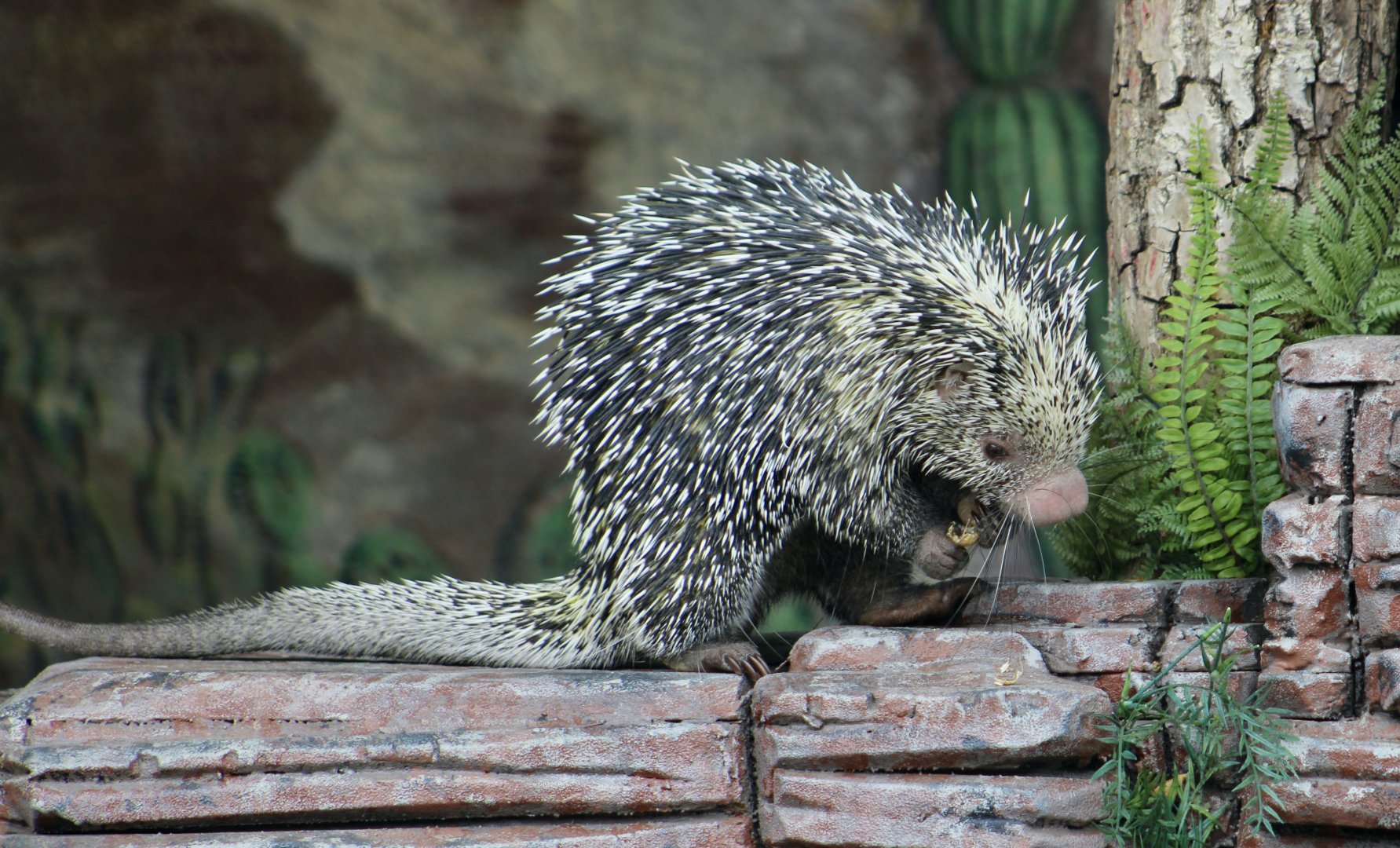 Brazilian Porcupine (Coendou prehensilis)