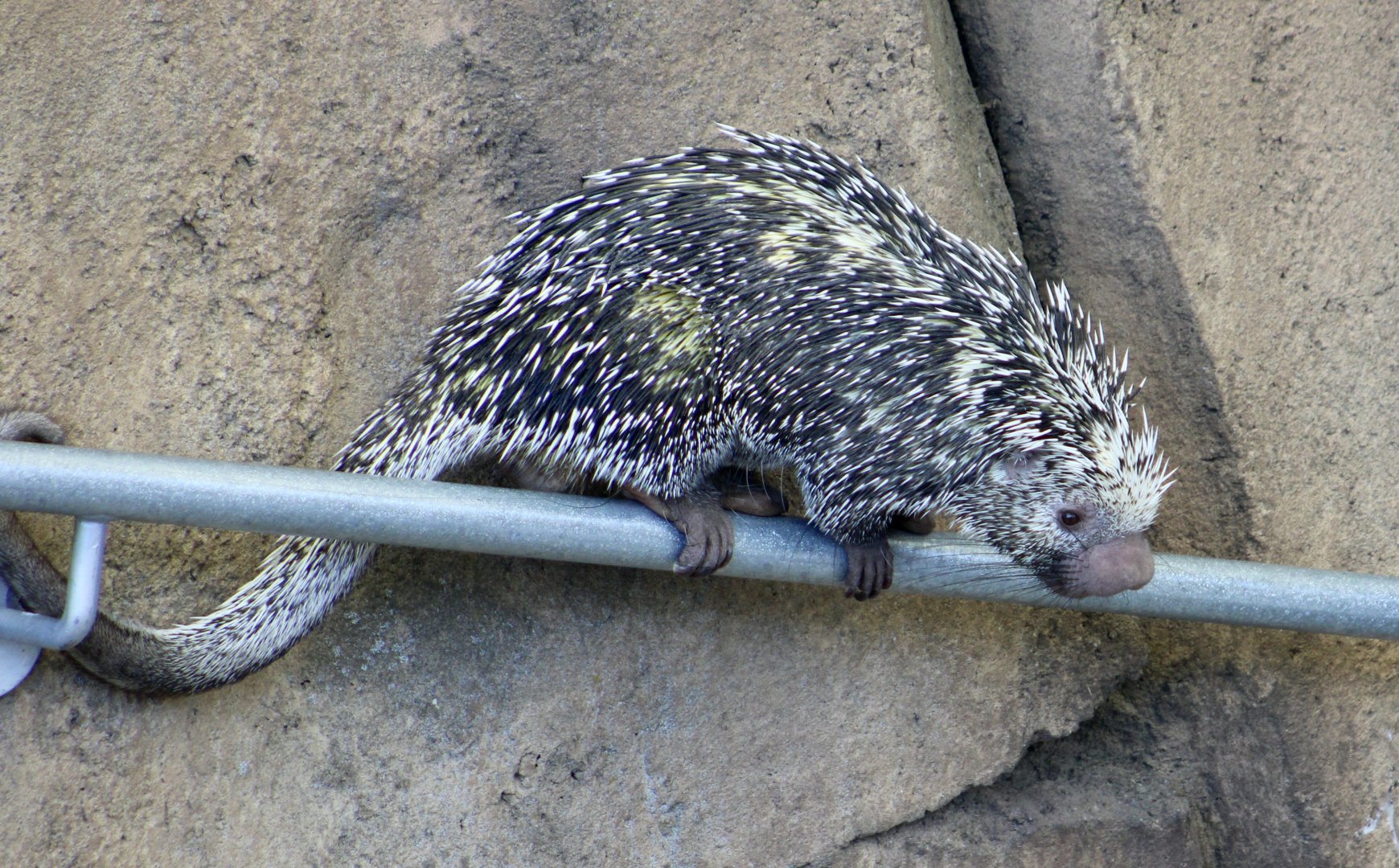 Brazilian Porcupine (Coendou prehensilis)