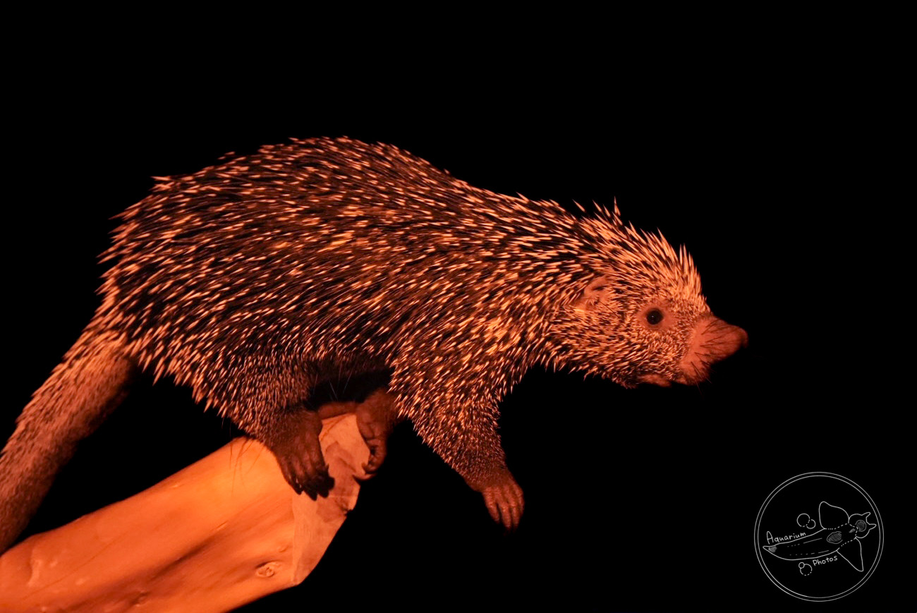 Brazilian porcupine (Coendou prehensilis)