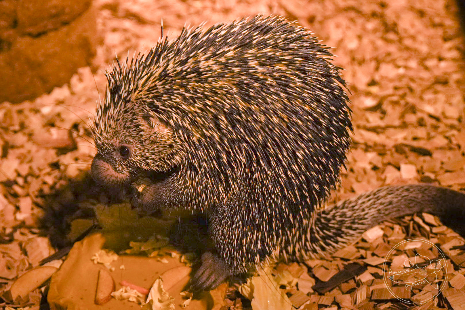Brazilian porcupine (Coendou prehensilis)