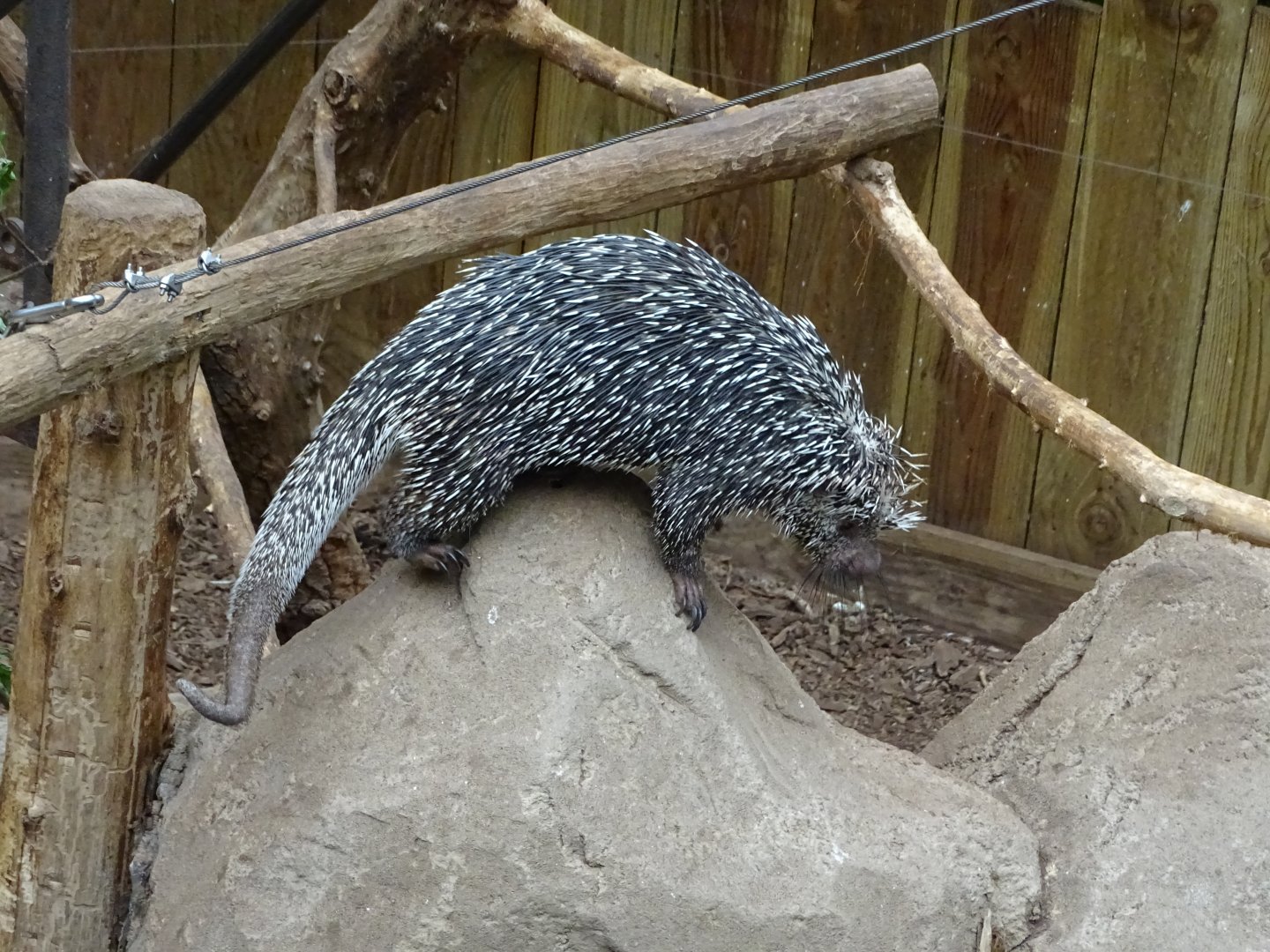 Brazilian porcupine (Coendou prehensilis)