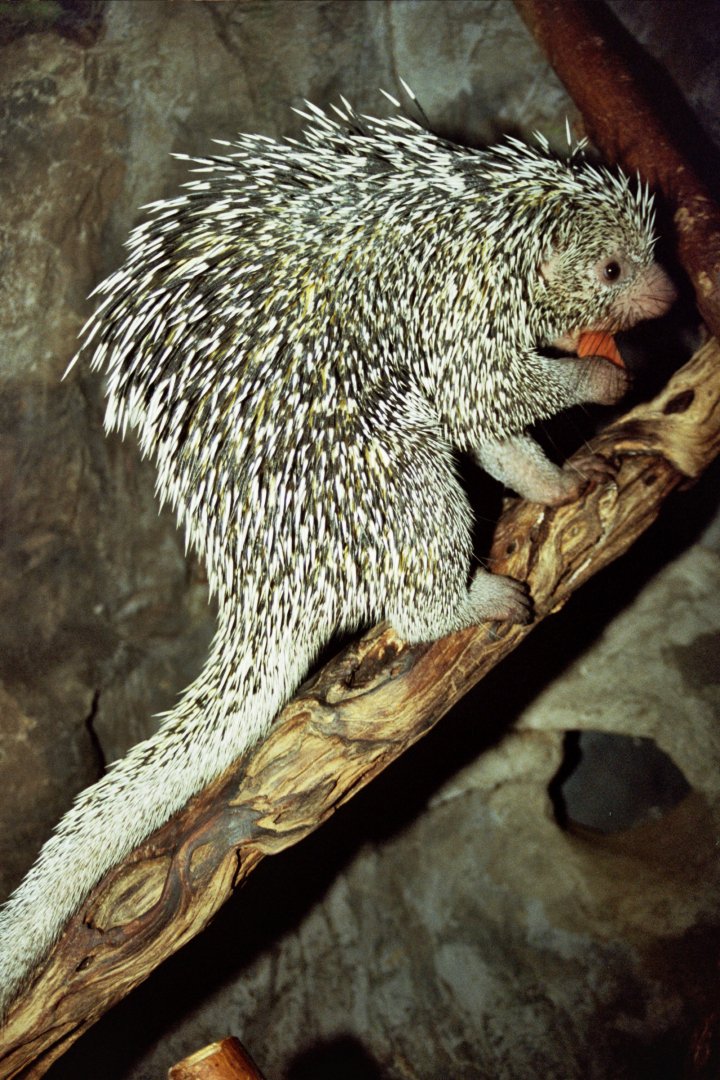 Brazilian porcupine (Coendou prehensilis)