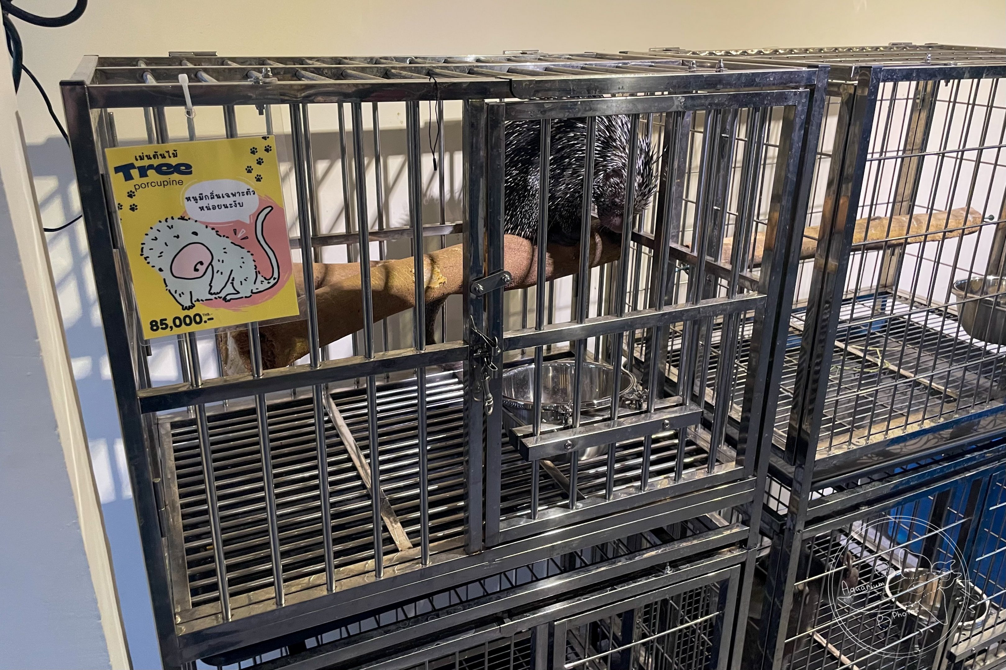 Brazilian porcupine (Coendou prehensilis)