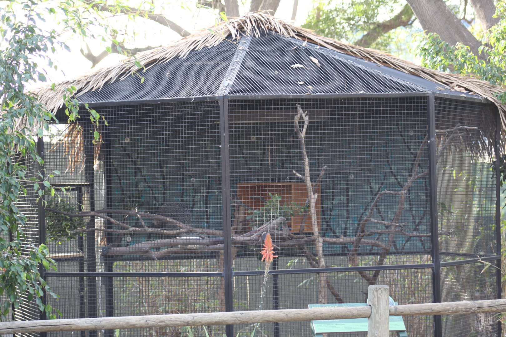 Brazilian Porcupine Enclosure