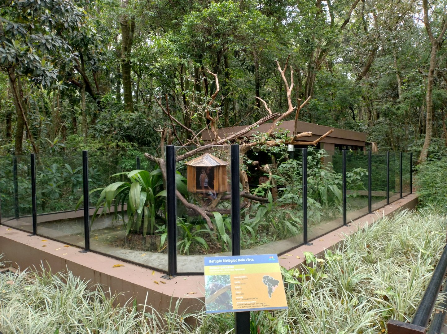 Brazilian porcupine exhibit - RBBV (ZRRL)