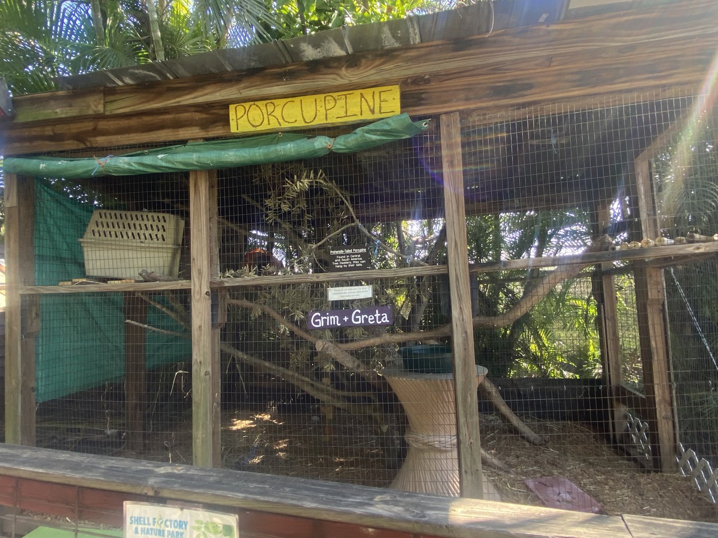 Brazilian Porcupine Exhibit