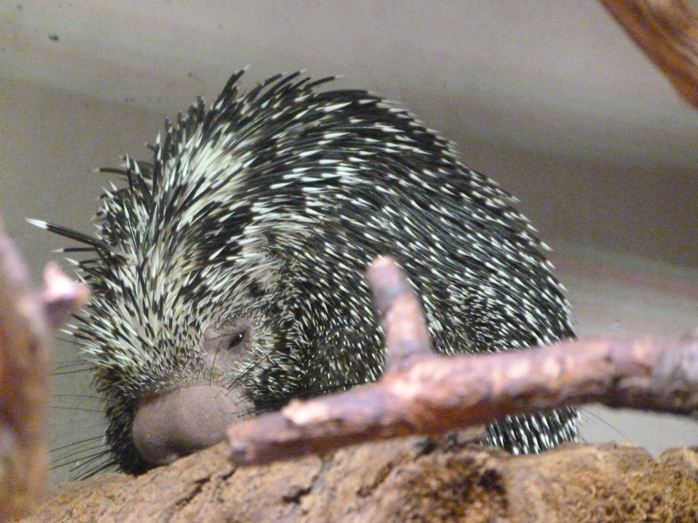 Brazilian porcupine -Faunia (2025)