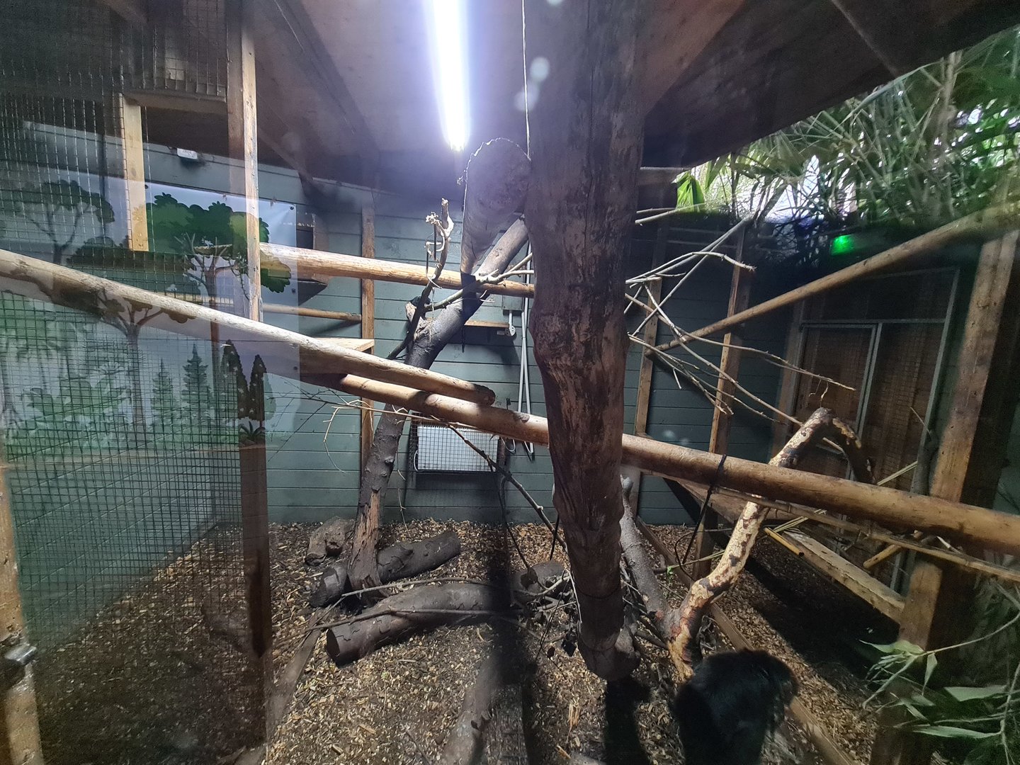 Brazilian Porcupine, Goeldi's, and Armadillo Exhibit