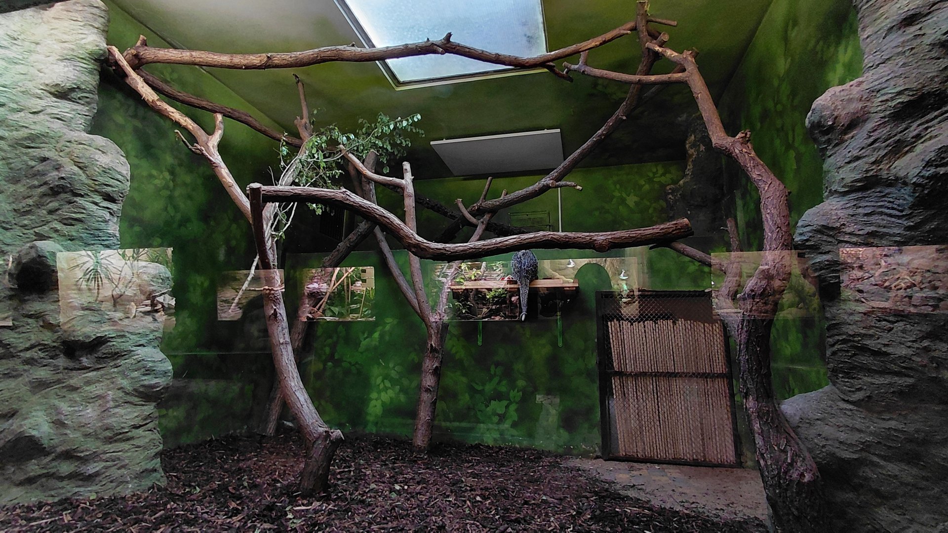 Brazilian porcupine indoor exhibit