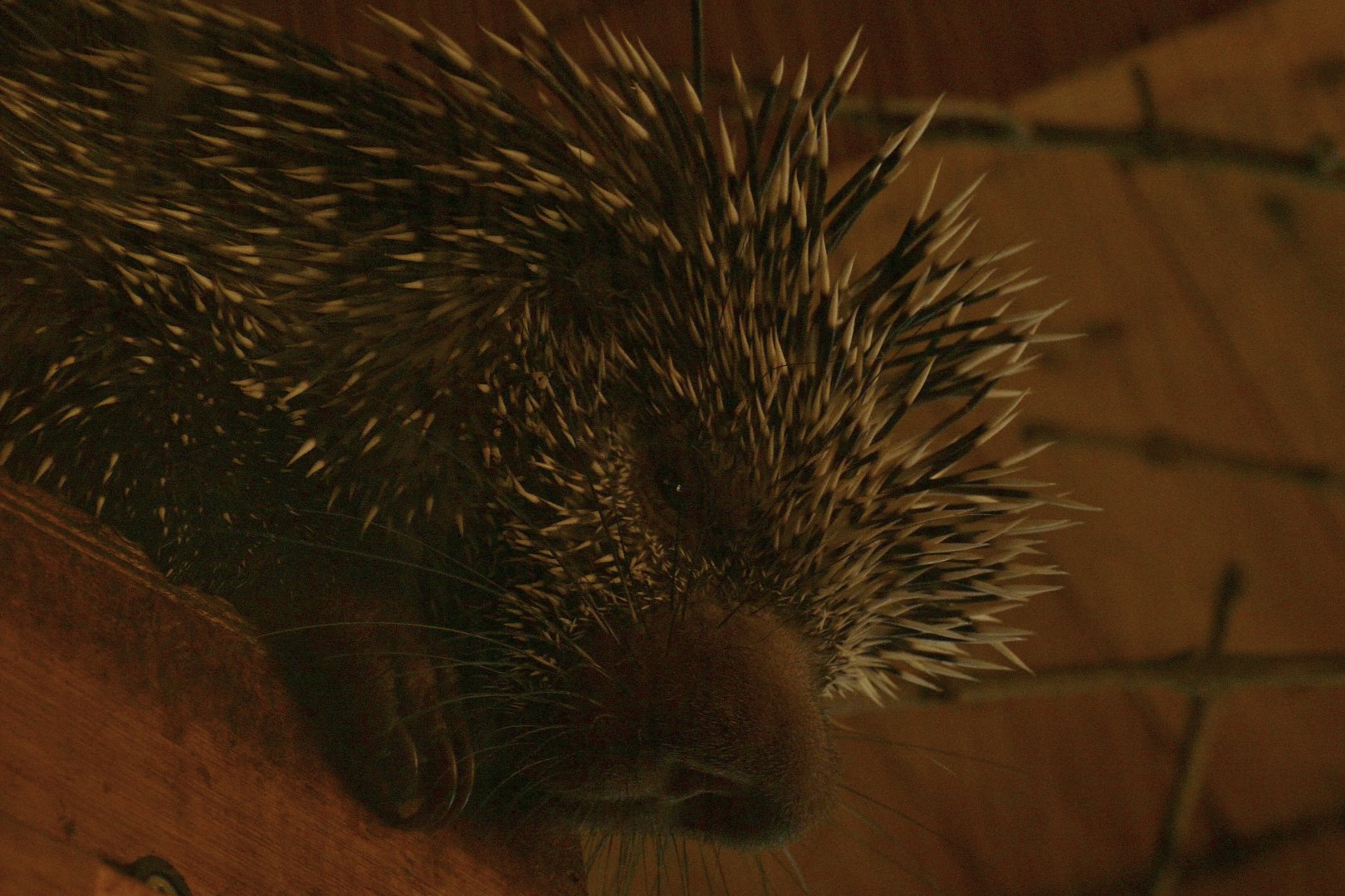 Brazilian Porcupine (Prehensile Tailed Porcupine)